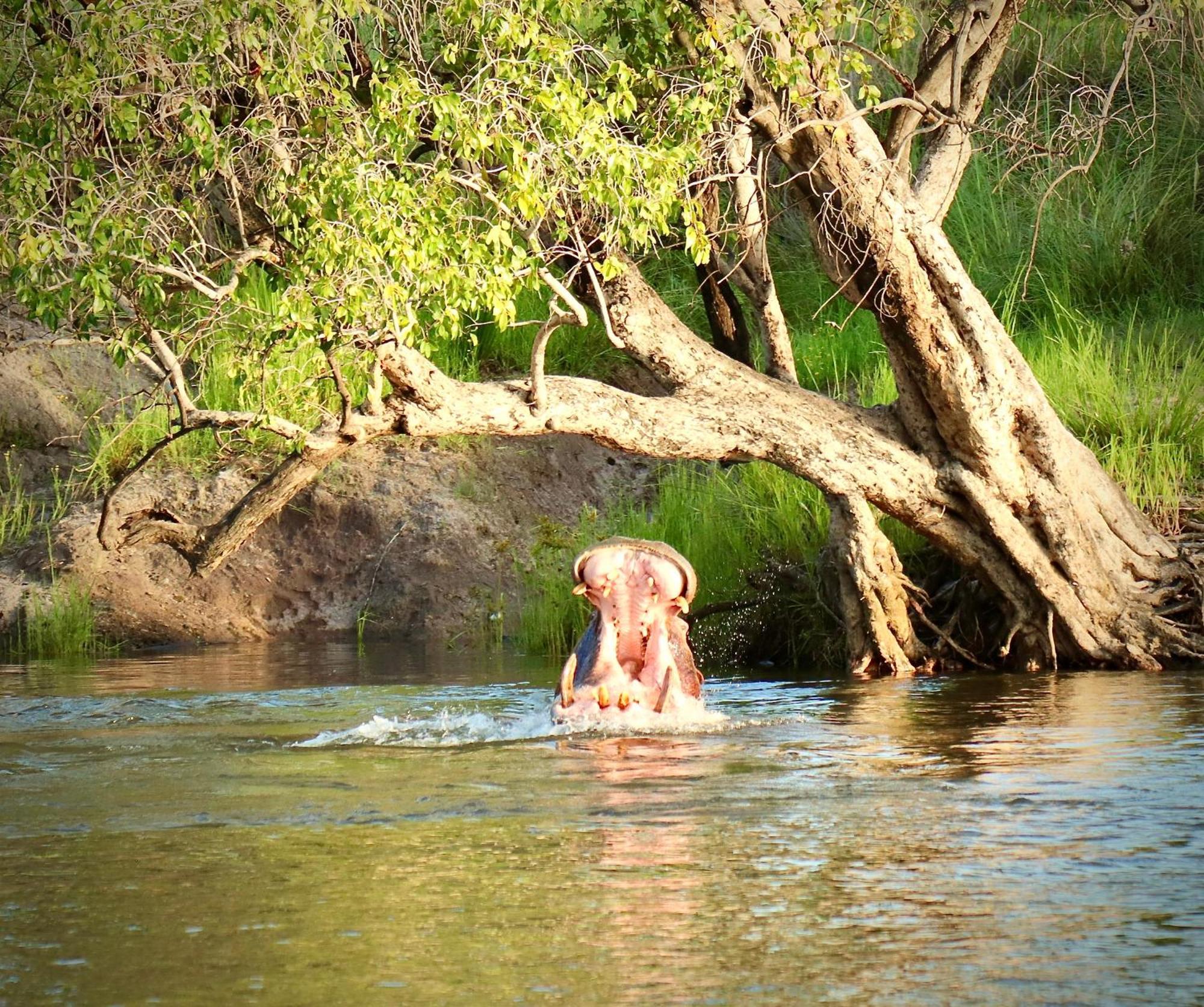 Вилла Zambezi Dusk Ливингстон Экстерьер фото